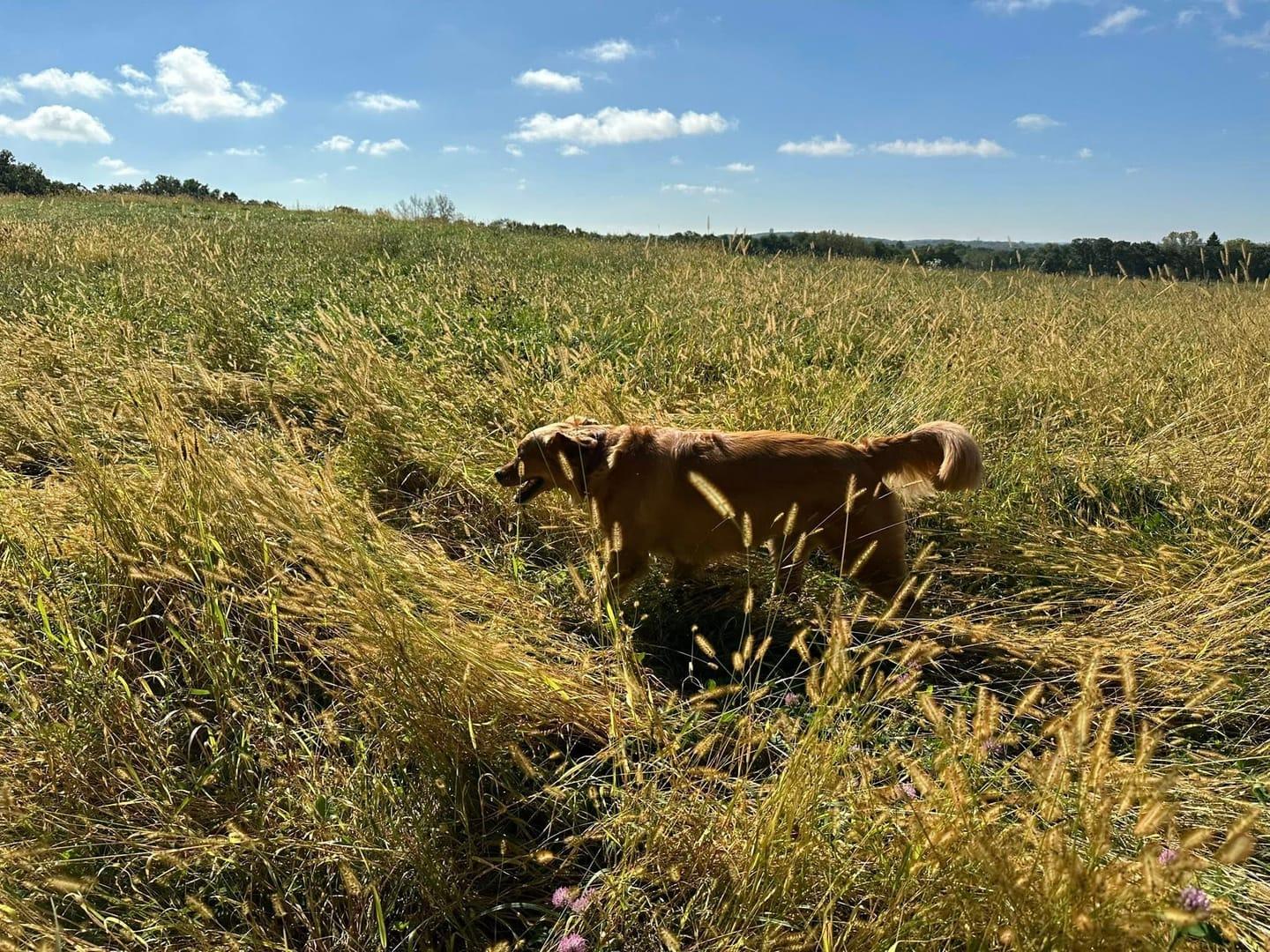 Golden Retriever becoming achieving peaceful exhaustion for Middleton area pets at private trail systems with River Paws