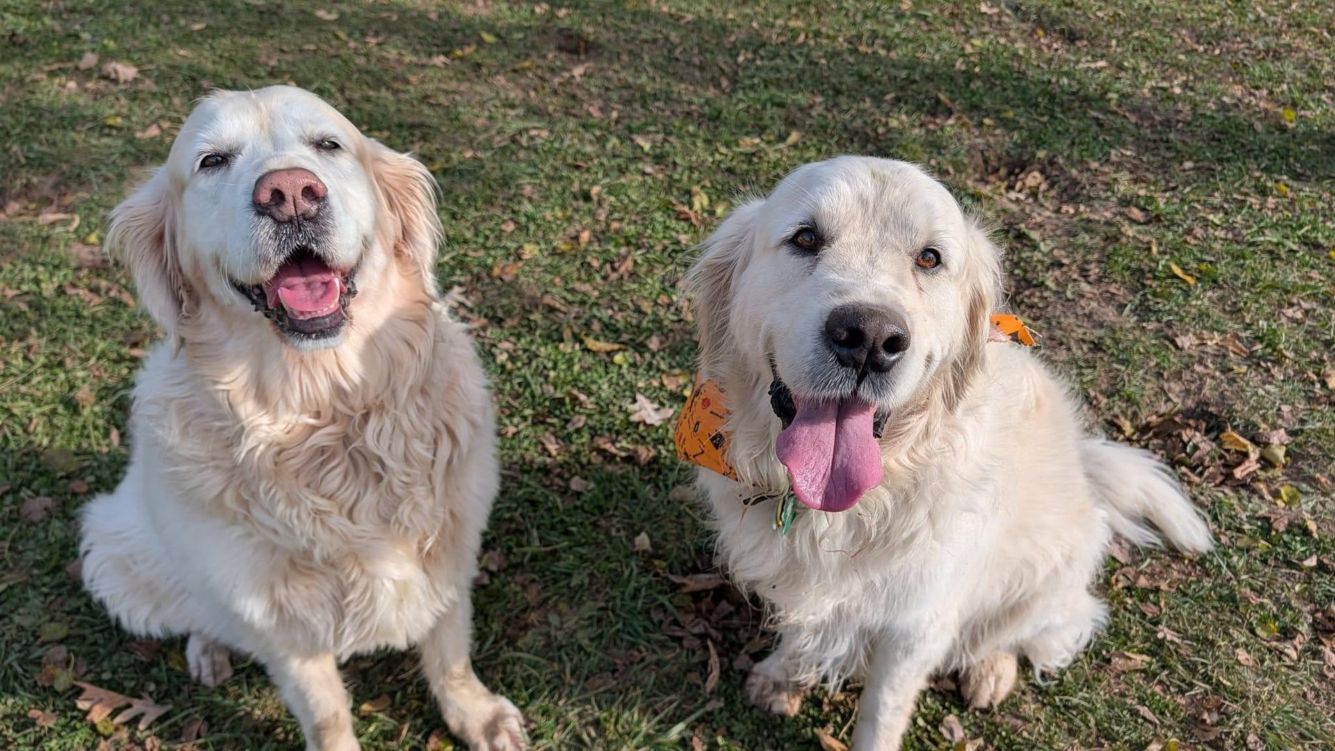 Content Golden Retriever experiencing natural enrichment for Madison area dogs at Waunakee's premier adventure park
