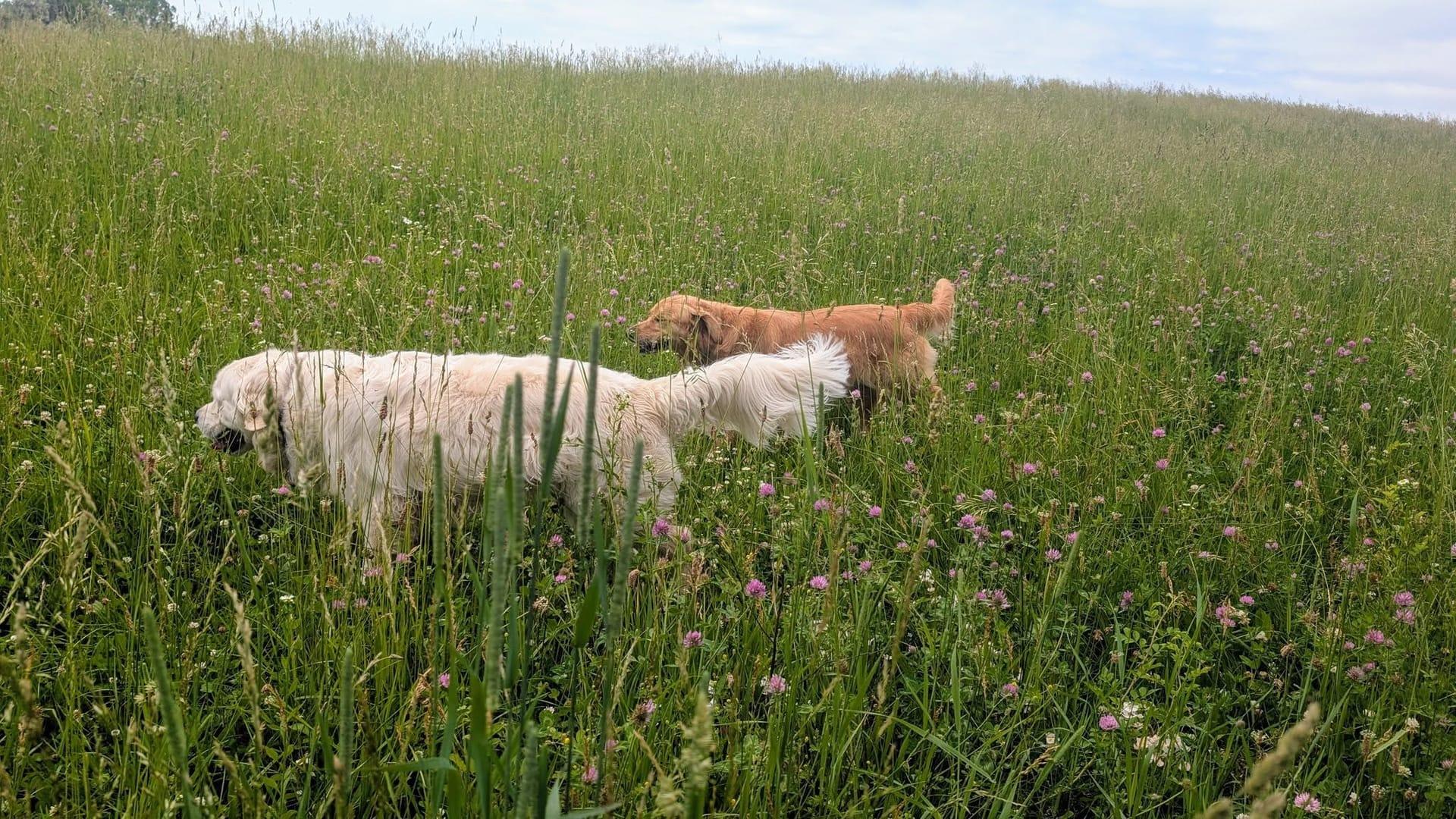 Golden retriever conquering thriving on purpose-built wilderness trails at River Paws' exclusive facility in Waunakee, Wisconsin