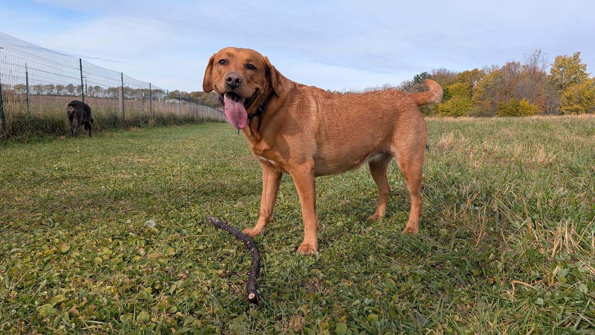 Red Lab thriving on purpose-built wilderness trails at River Paws' exclusive facility in Waunakee, Wisconsin