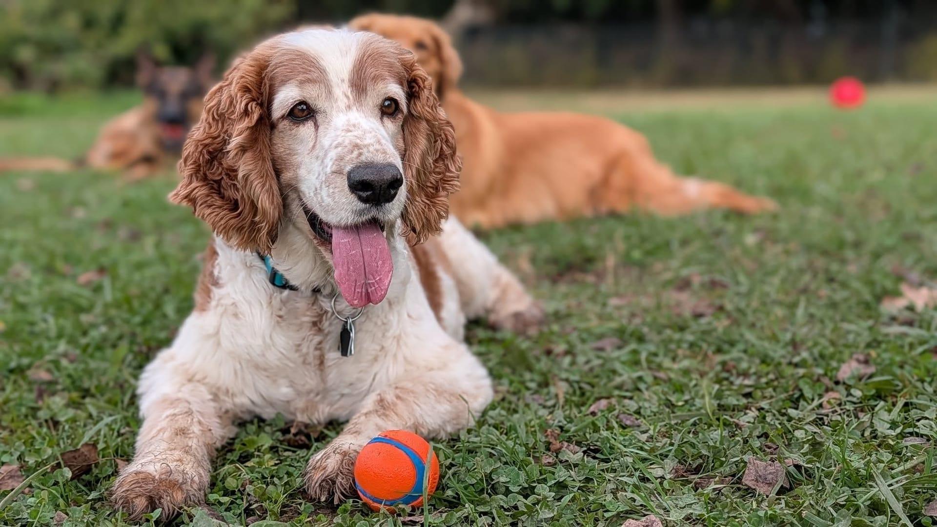 Content spaniel enjoying outdoor enrichment at River Paws, serving DeForest families with professional dog grooming services.