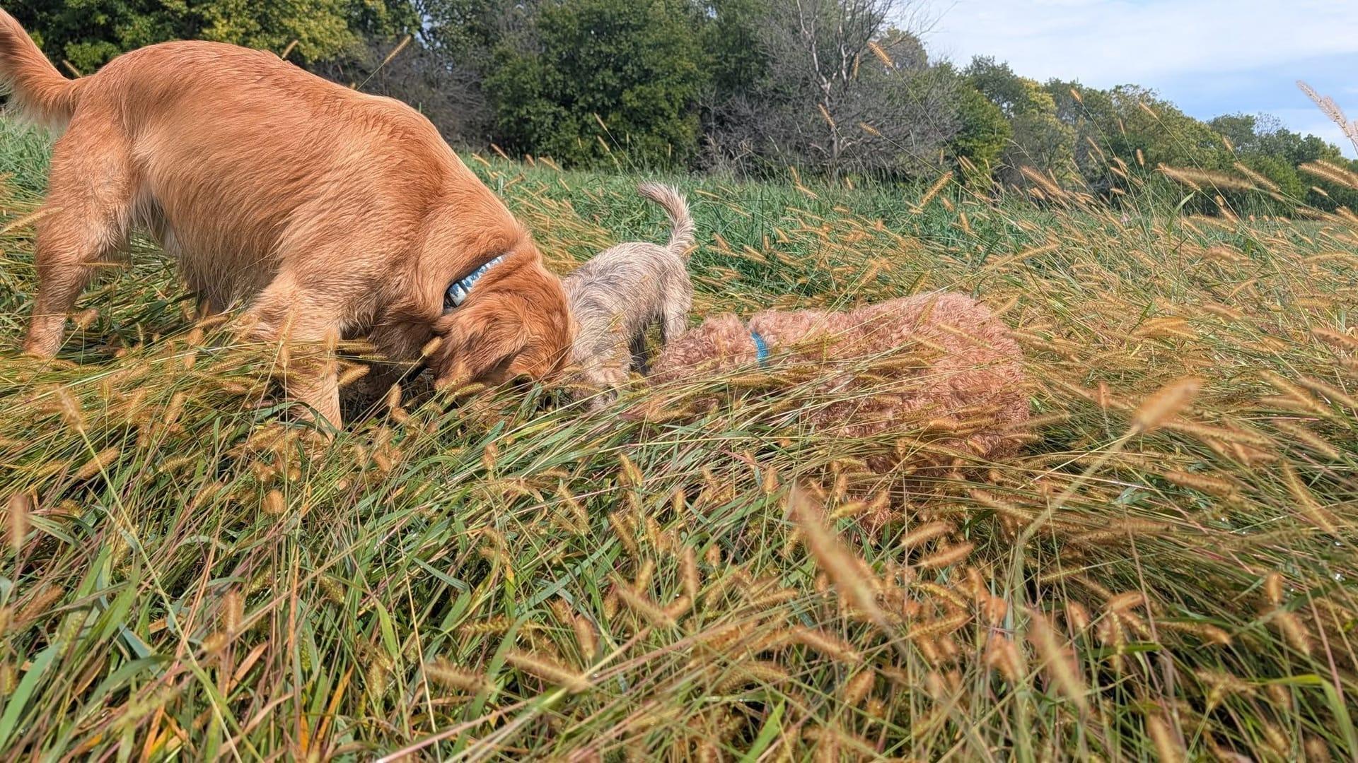 Inquisitive trio experiencing natural enrichment for Madison area dogs at Waunakee's premier adventure park