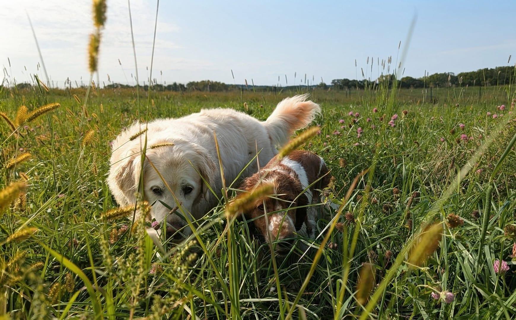 A happy golden retriever runs along a wooded trail during a River Paws dog hike in Waunakee, Wisconsin.