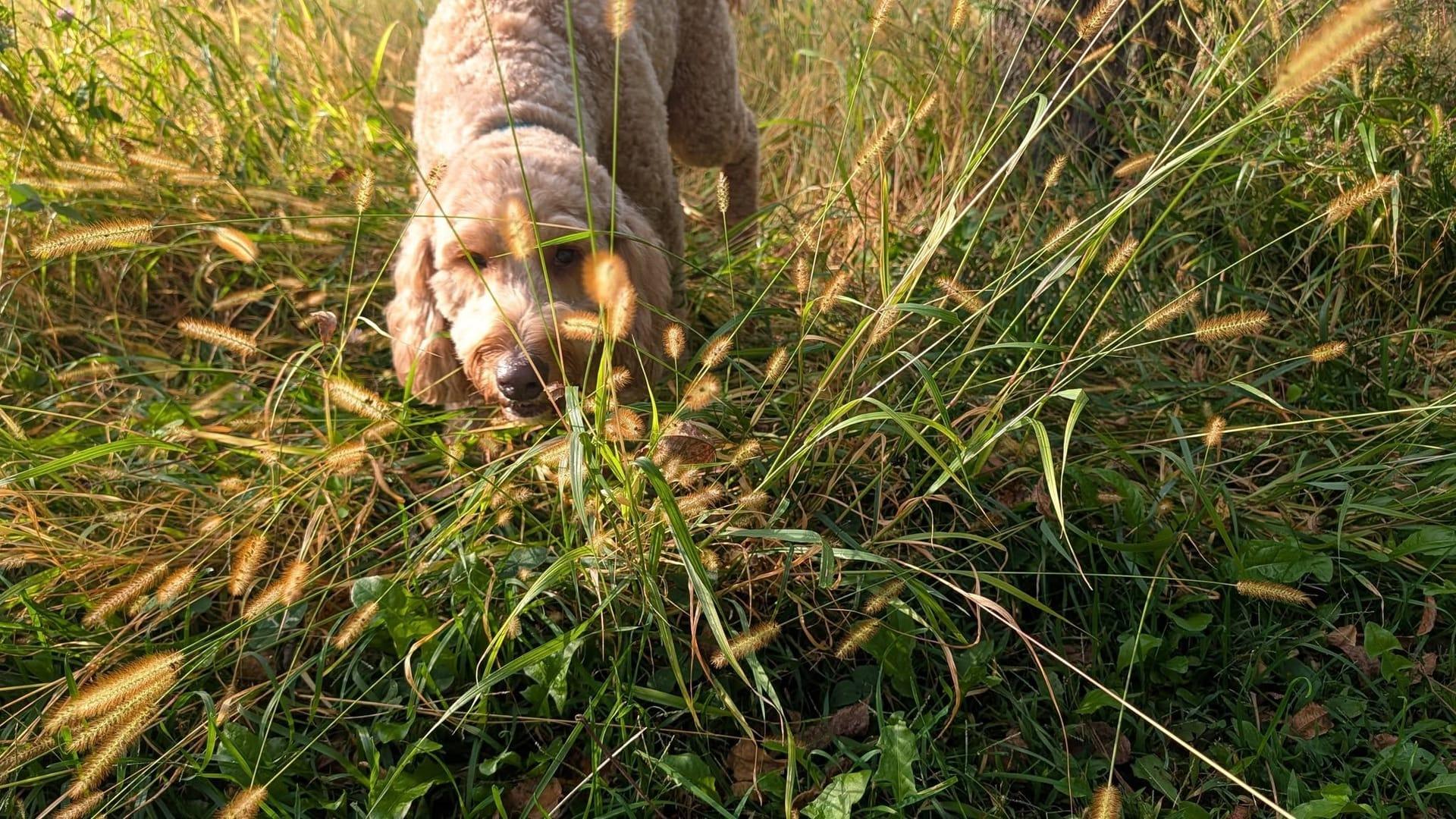 Doodle building confidence serving Sun Prairie families at professionally supervised wilderness trails