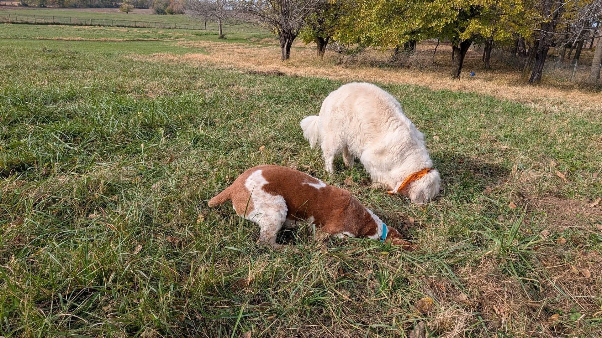 Spaniel and Retriever experiencing natural enrichment for Madison area dogs at Waunakee's premier adventure park