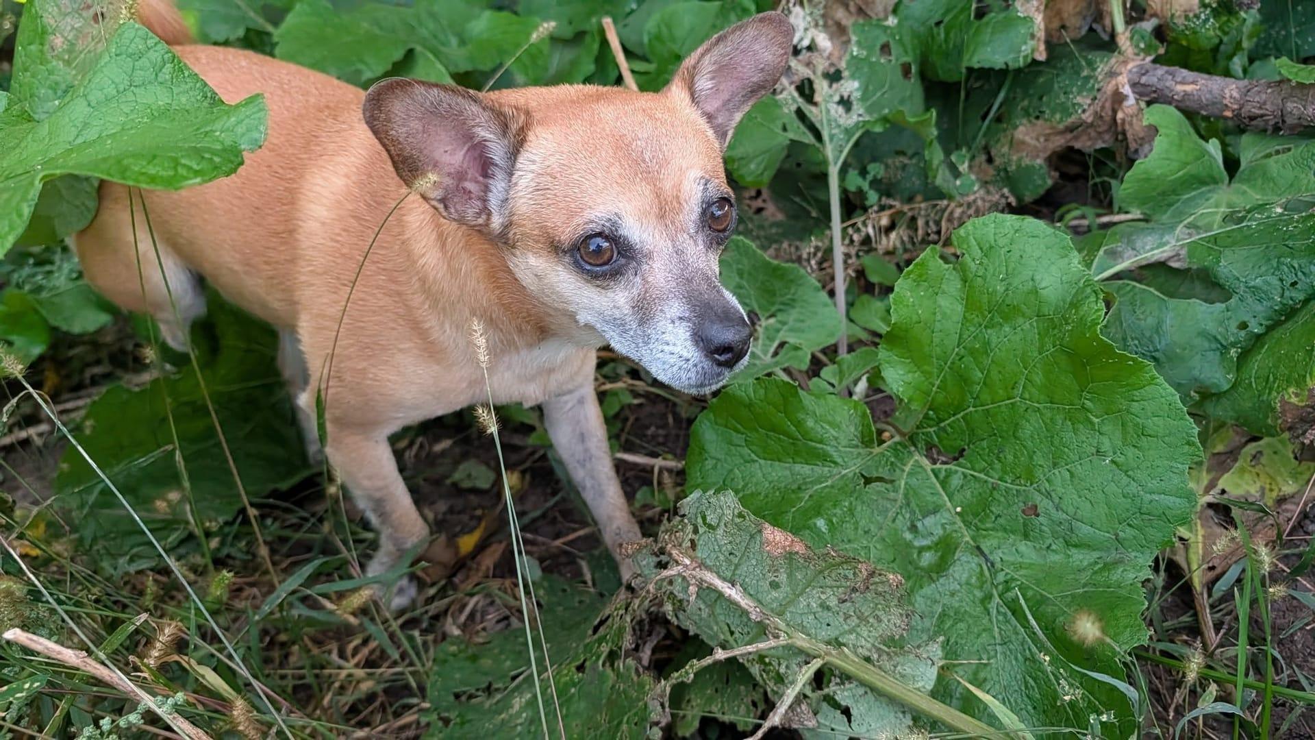 Curious terrier mix building pack confidence through Waunakee's only privately-built dog park via Middleton dog hiking on River Paws