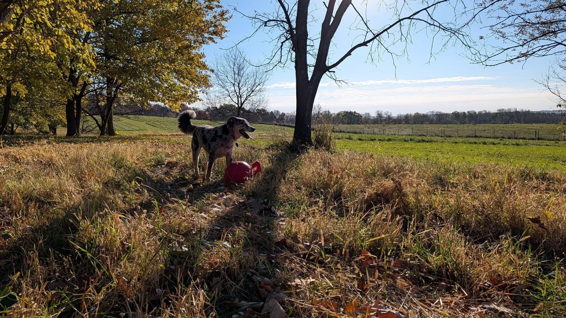 Merle Aussie mix discovering natural enrichment at exclusive gated wilderness grounds for Middleton area families at River Paws