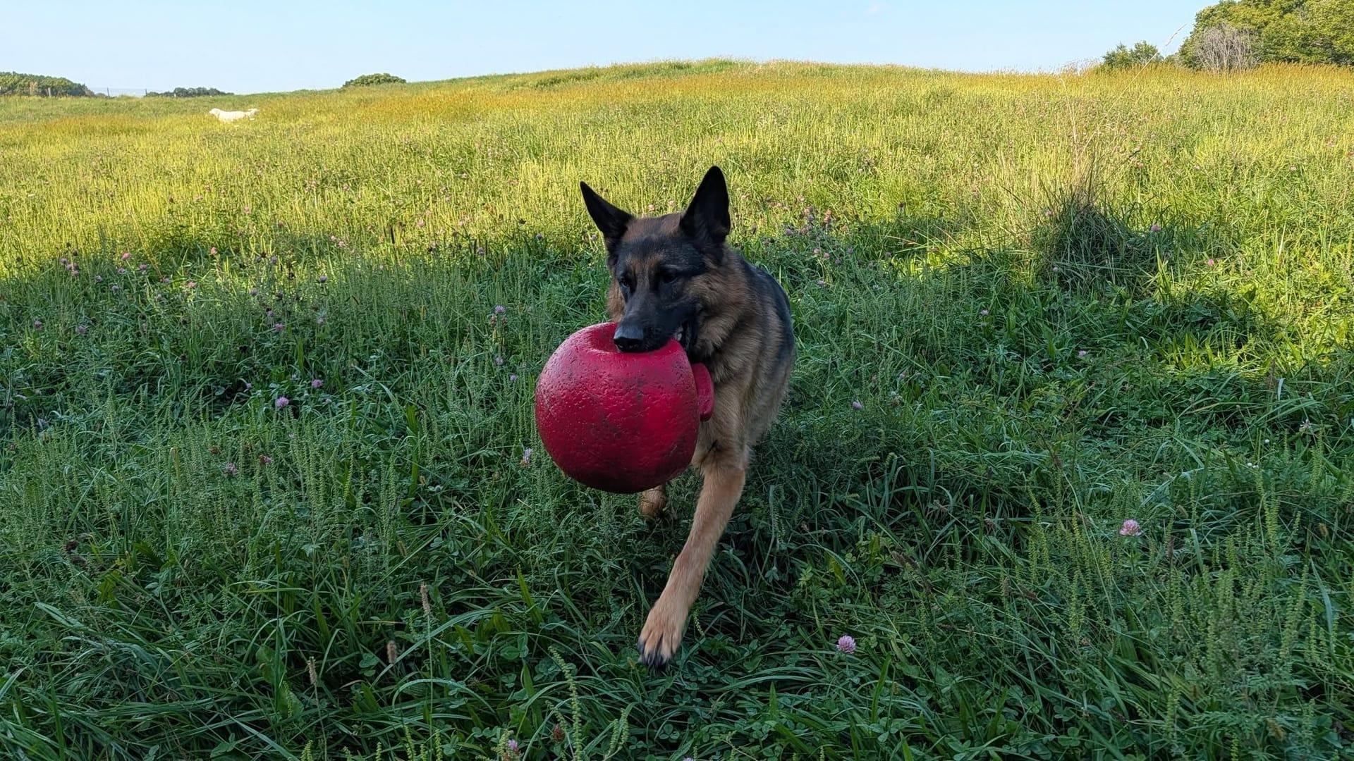 German Shepherd enjoying a trail adventure