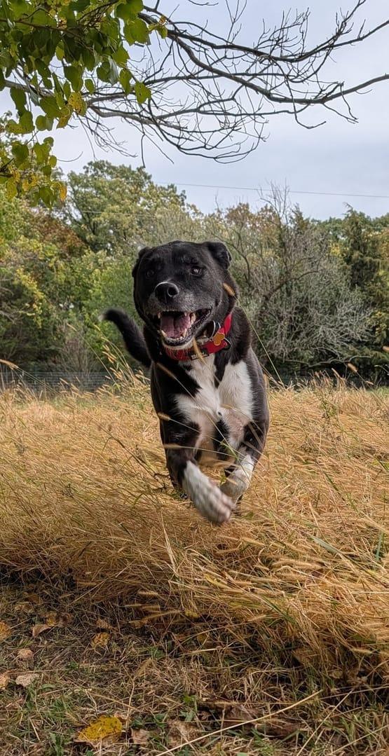 Athletic mixed breed becoming experiencing natural enrichment for Madison area dogs at Waunakee's premier adventure park