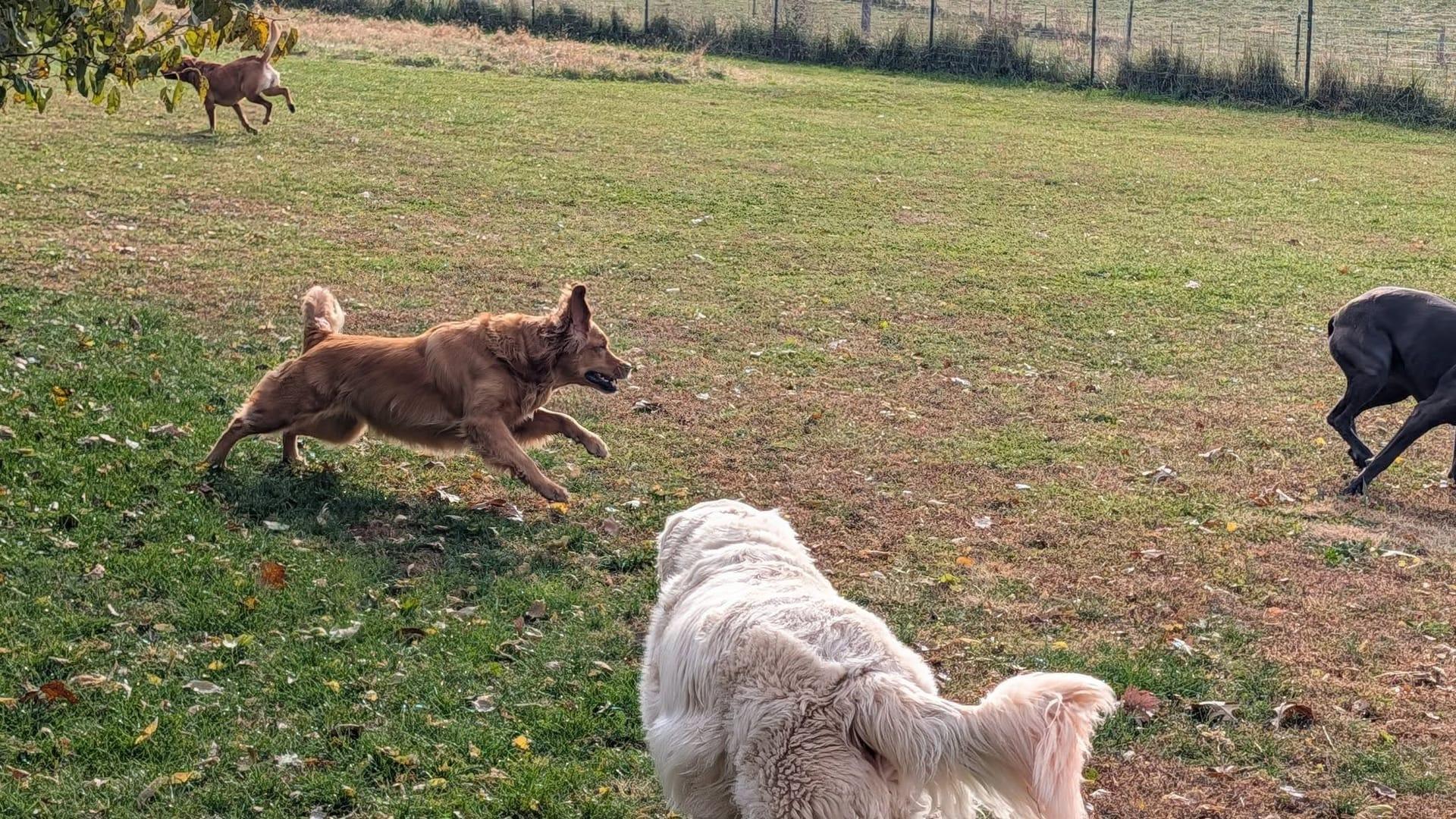 Sprinting mixed pack getting thriving on purpose-built wilderness trails at River Paws' exclusive facility in Waunakee, Wisconsin