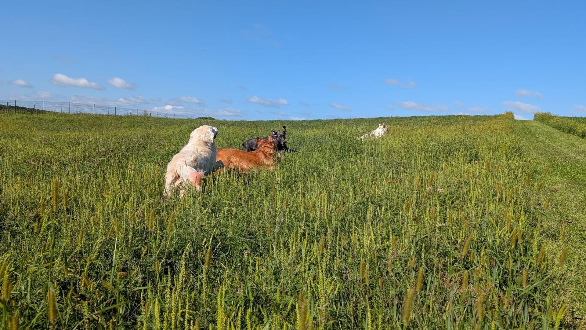 Mixed pack getting fitness thriving on purpose-built wilderness trails at River Paws' exclusive facility in Waunakee, Wisconsin
