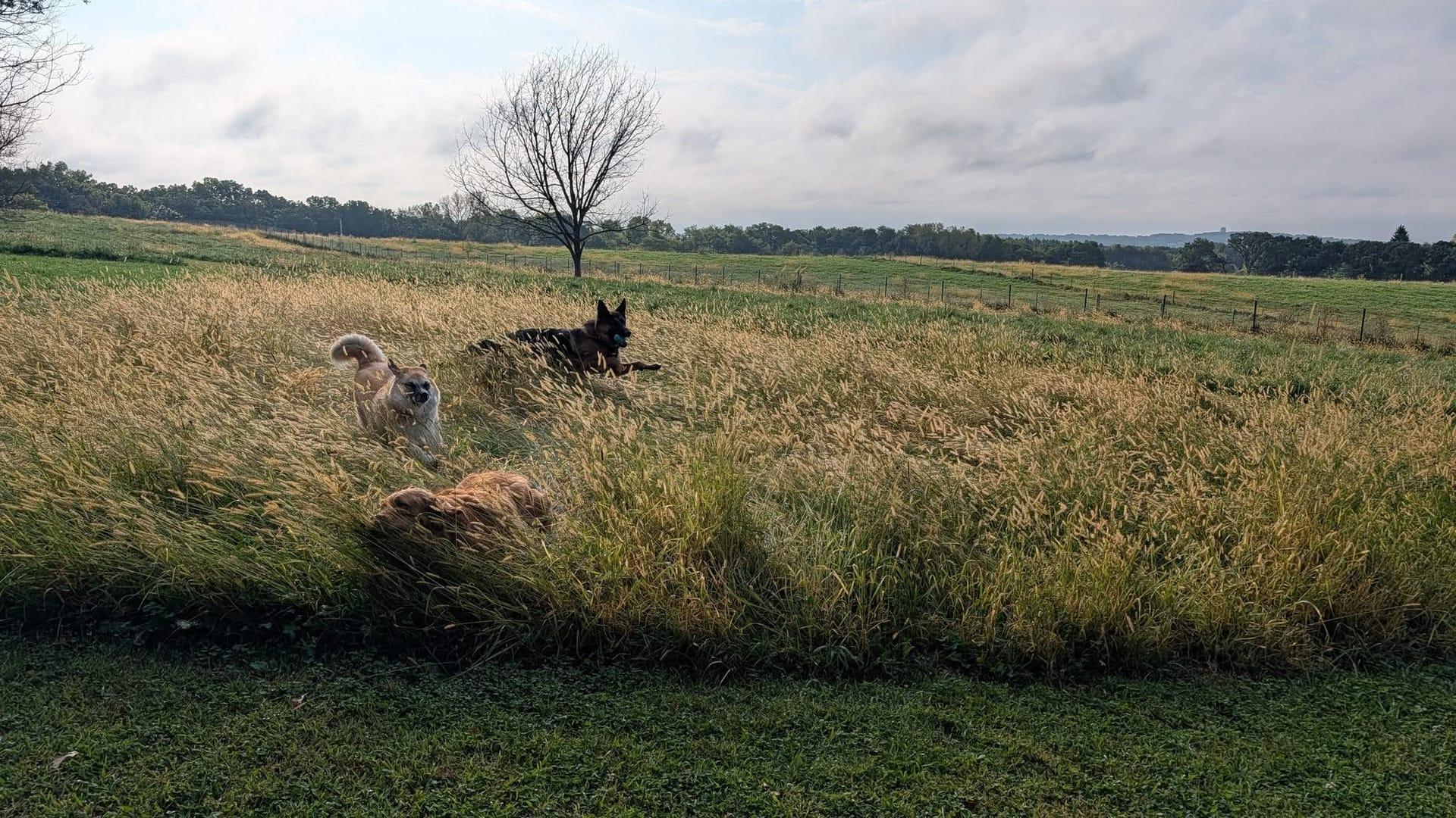 Energetic pack experiencing natural enrichment for Madison area dogs at Waunakee's premier adventure park