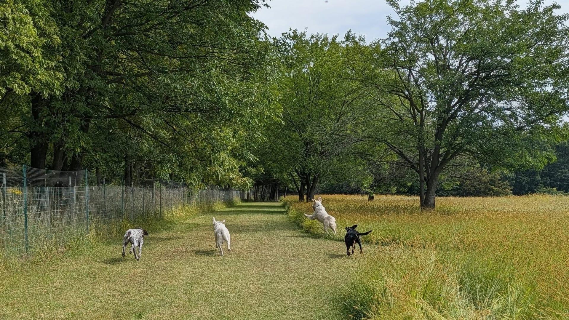 Playful dogs thriving on purpose-built wilderness trails at River Paws' exclusive facility in Waunakee, Wisconsin