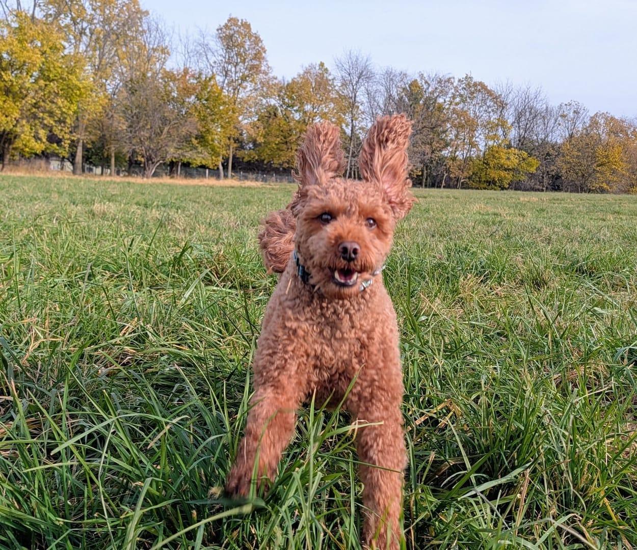 Energetic poodle mix thriving on purpose-built wilderness trails at River Paws' exclusive facility in Waunakee, Wisconsin