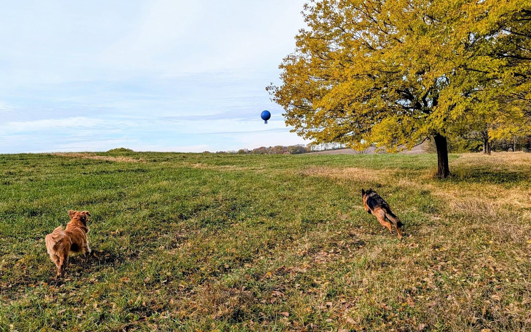 Energetic pair achieving peaceful exhaustion for Middleton area pets at private trail systems with River Paws