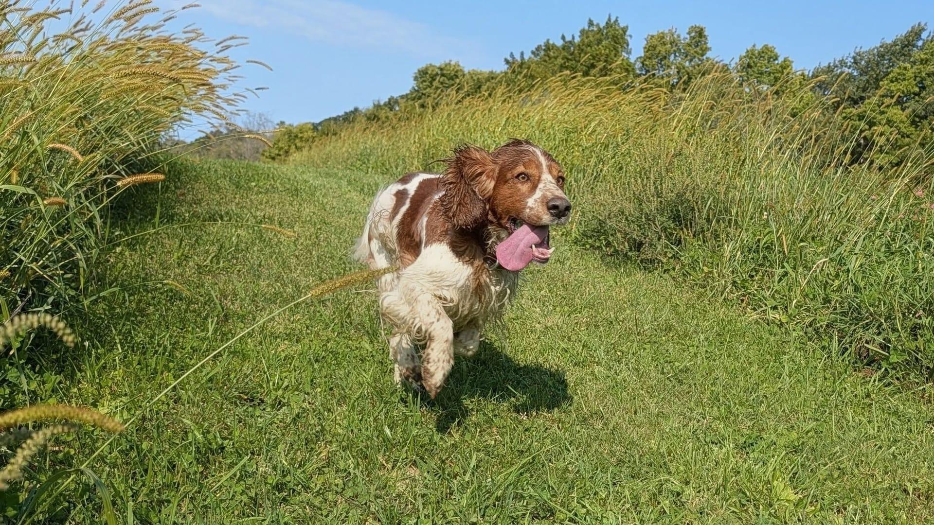 Athletic Spaniel becoming a experiencing natural enrichment for Madison area dogs at Waunakee's premier adventure park