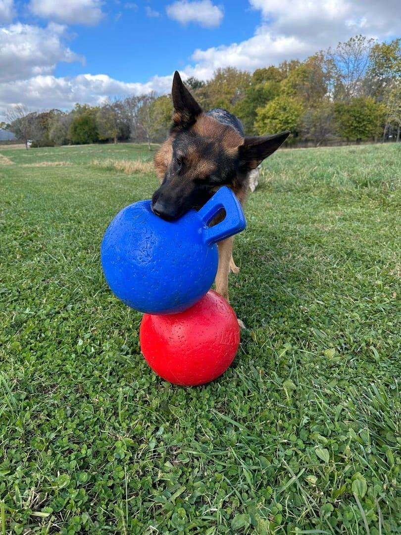 German Shepherd becoming building confidence serving Sun Prairie families at professionally supervised wilderness trails