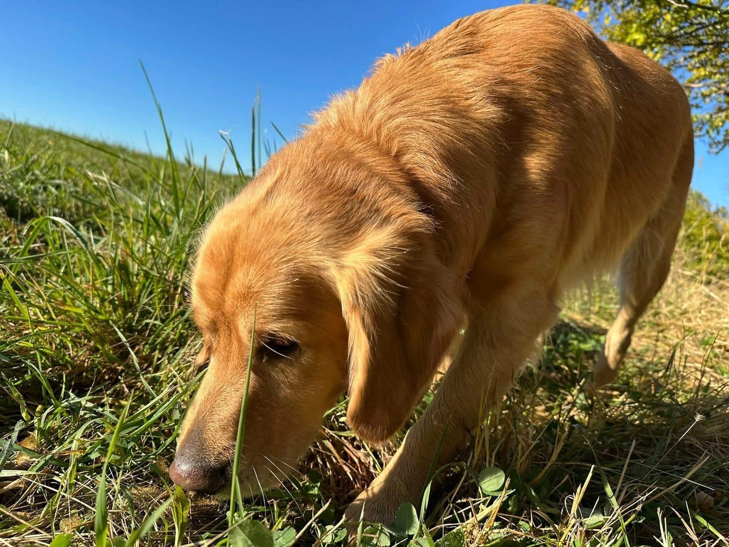 Focused Golden Retriever achieving peaceful exhaustion for Middleton area pets at private trail systems with River Paws