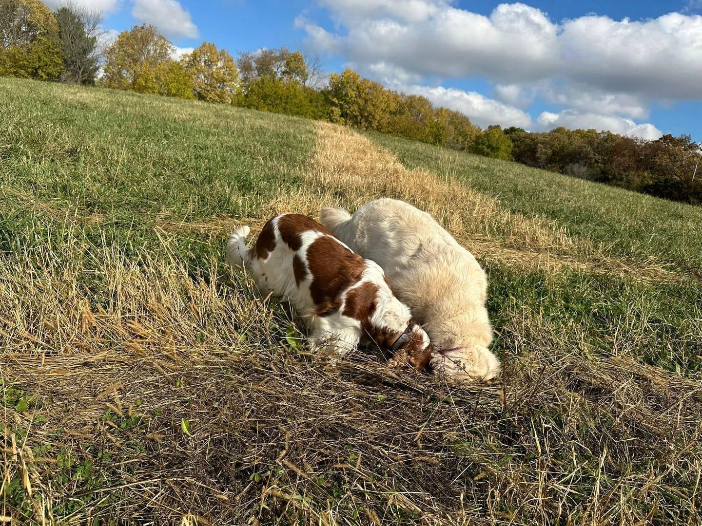 Focused pair experiencing natural enrichment for Madison area dogs at Waunakee's premier adventure park