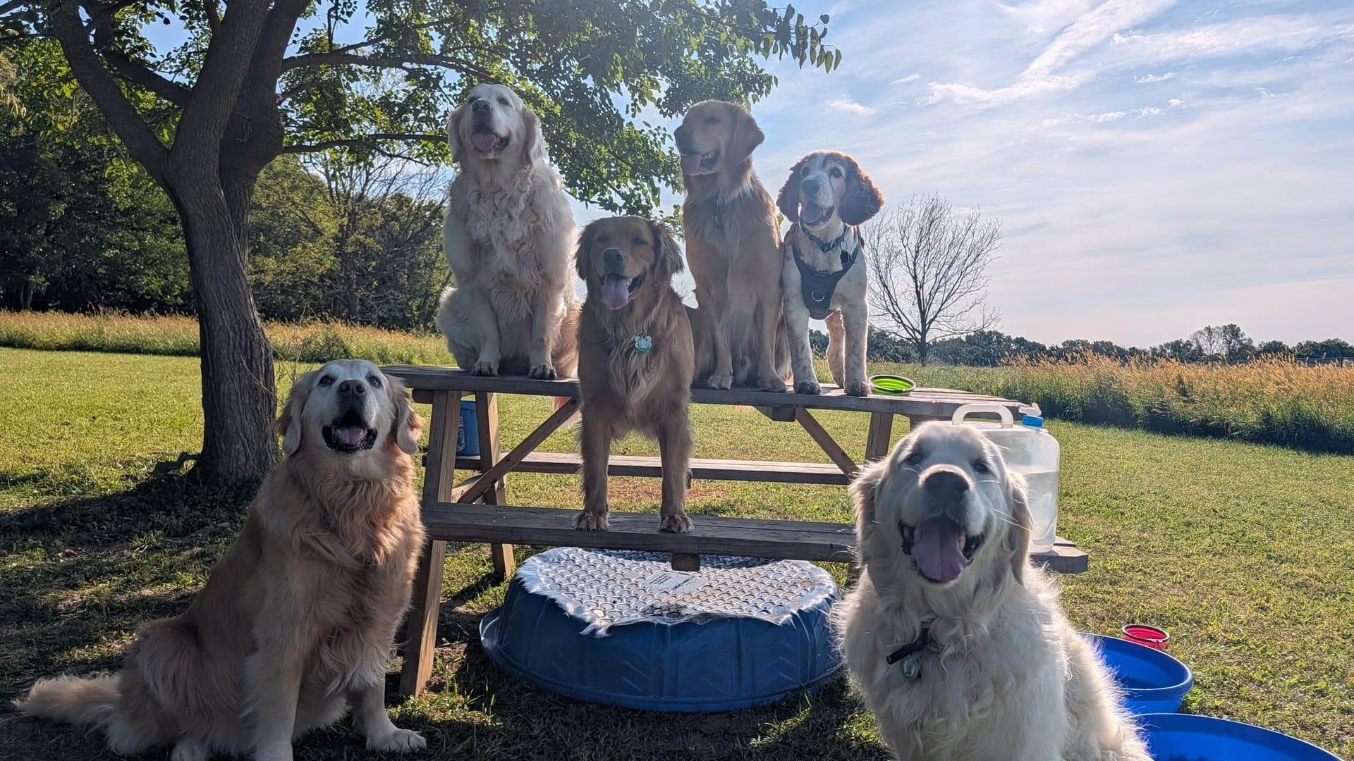 Well-behaved pack building confidence serving Sun Prairie families at professionally supervised wilderness trails