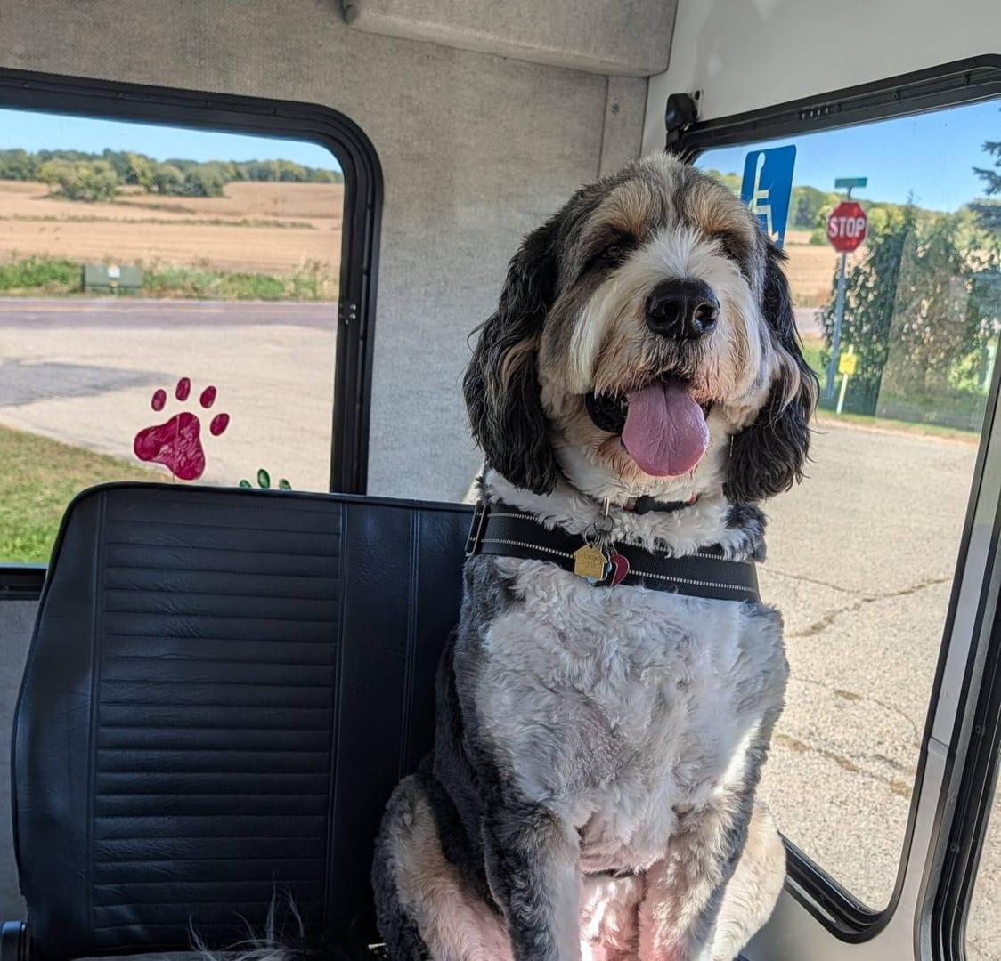 Happy Bernedoodle transforming boredom into adventure via Madison dog hiking transport to River Paws' exclusive wilderness grounds.
