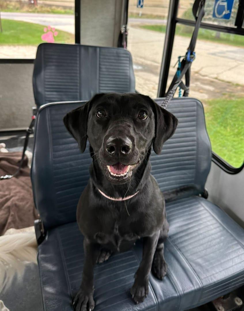 Black Lab mix building endurance naturally through secure fenced wilderness with varied elevations serving Madison community with River Paws