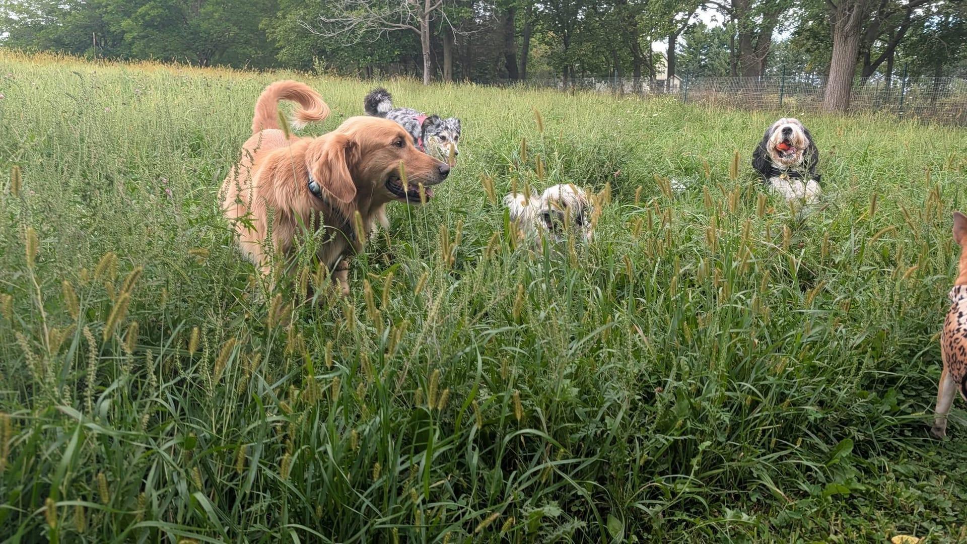 Happy golden retriever pack on a hike
