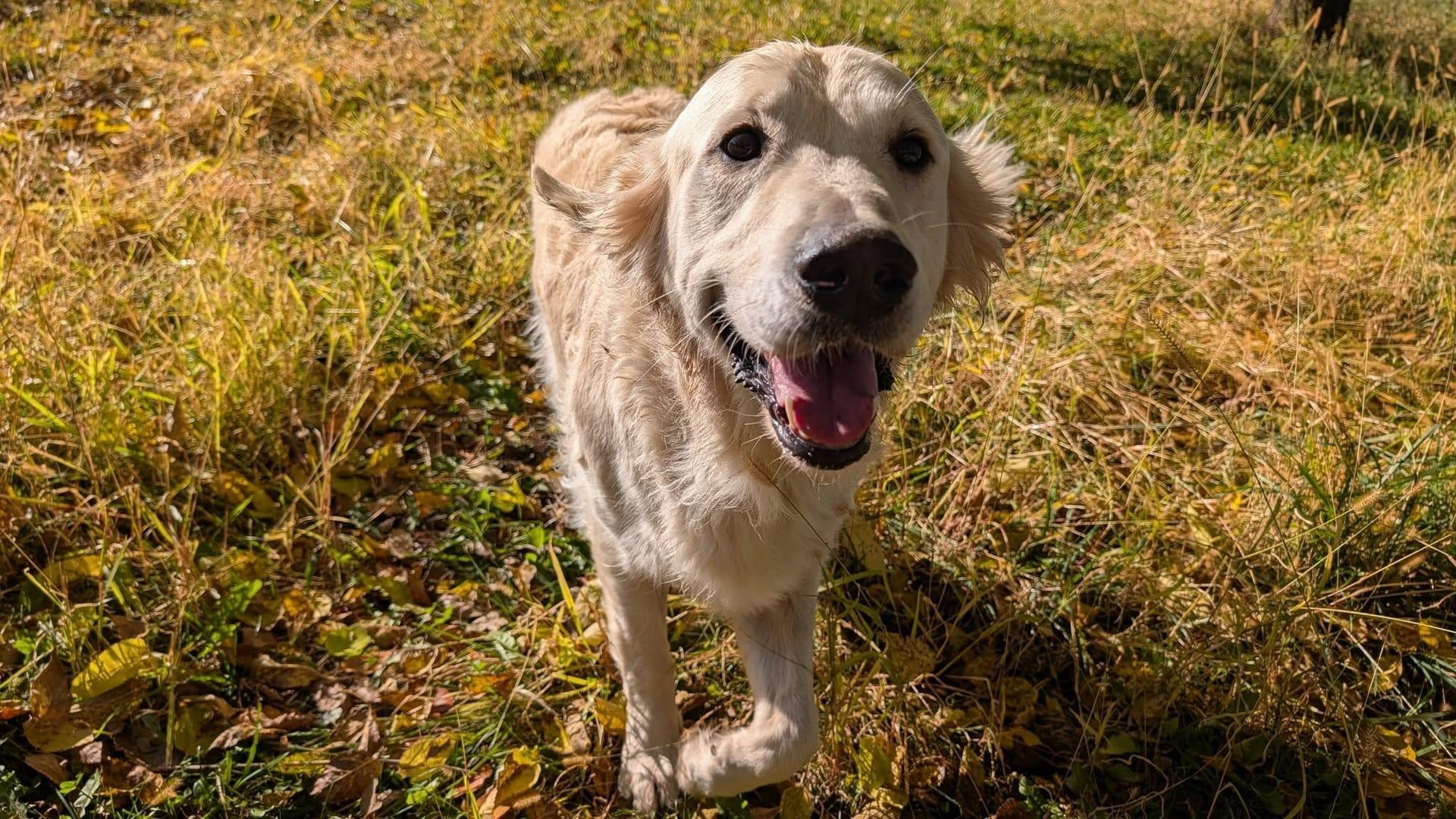 Smiling Golden Retriever experiencing natural enrichment for Madison area dogs at Waunakee's premier adventure park