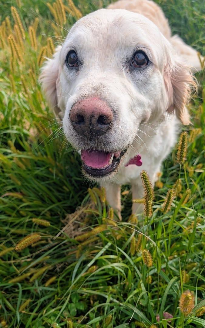 Nosed Golden Retriever building confidence serving Sun Prairie families at professionally supervised wilderness trails