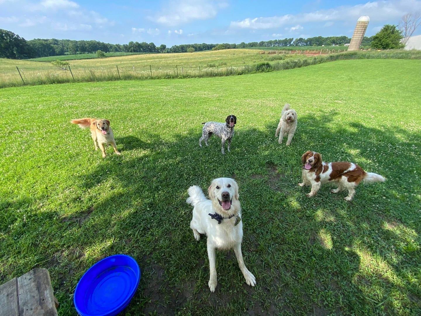 Attentive mixed pack thriving on purpose-built wilderness trails at River Paws' exclusive facility in Waunakee, Wisconsin
