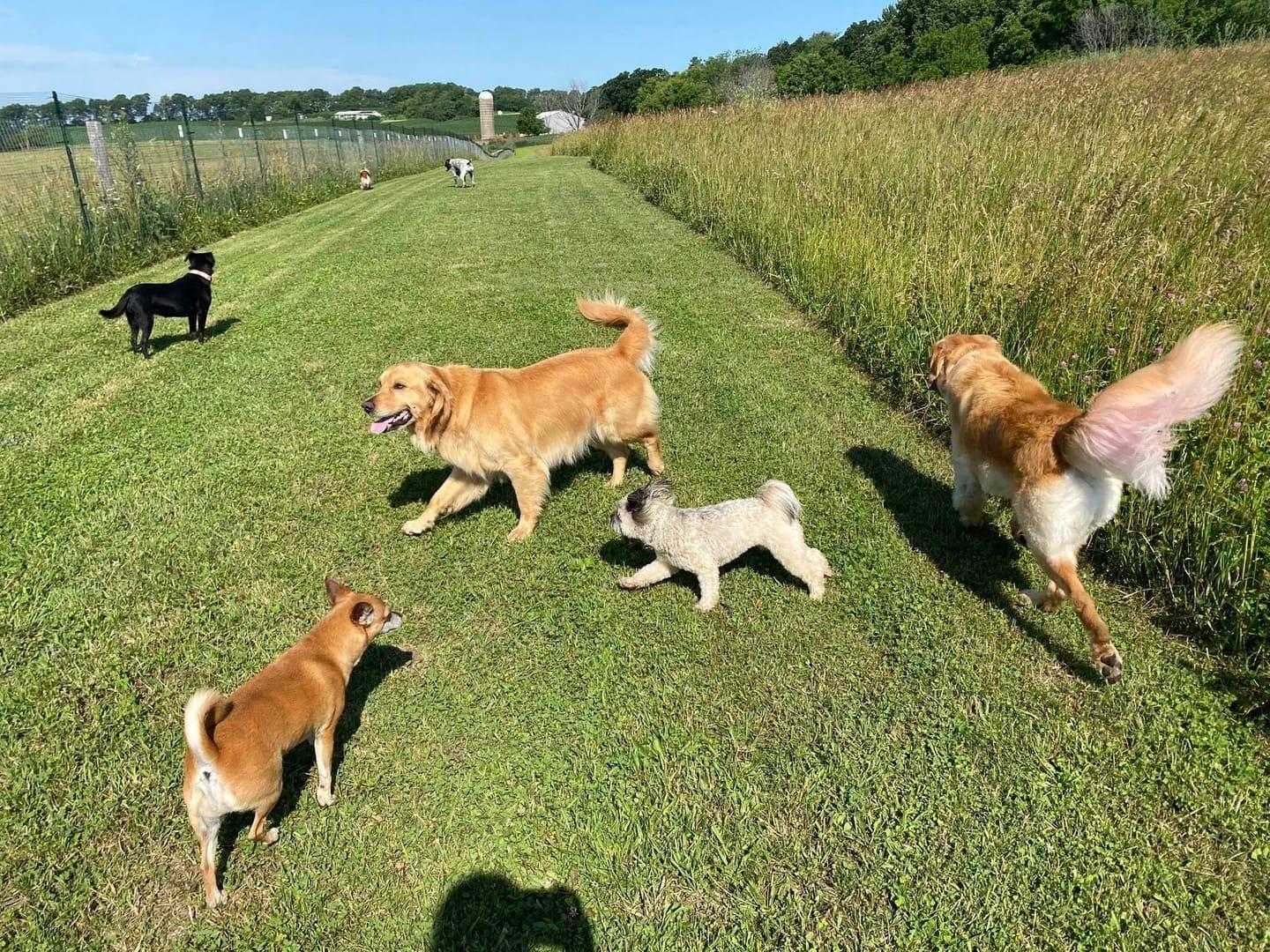 Happy dogs achieving peaceful exhaustion for Middleton area pets at private trail systems with River Paws