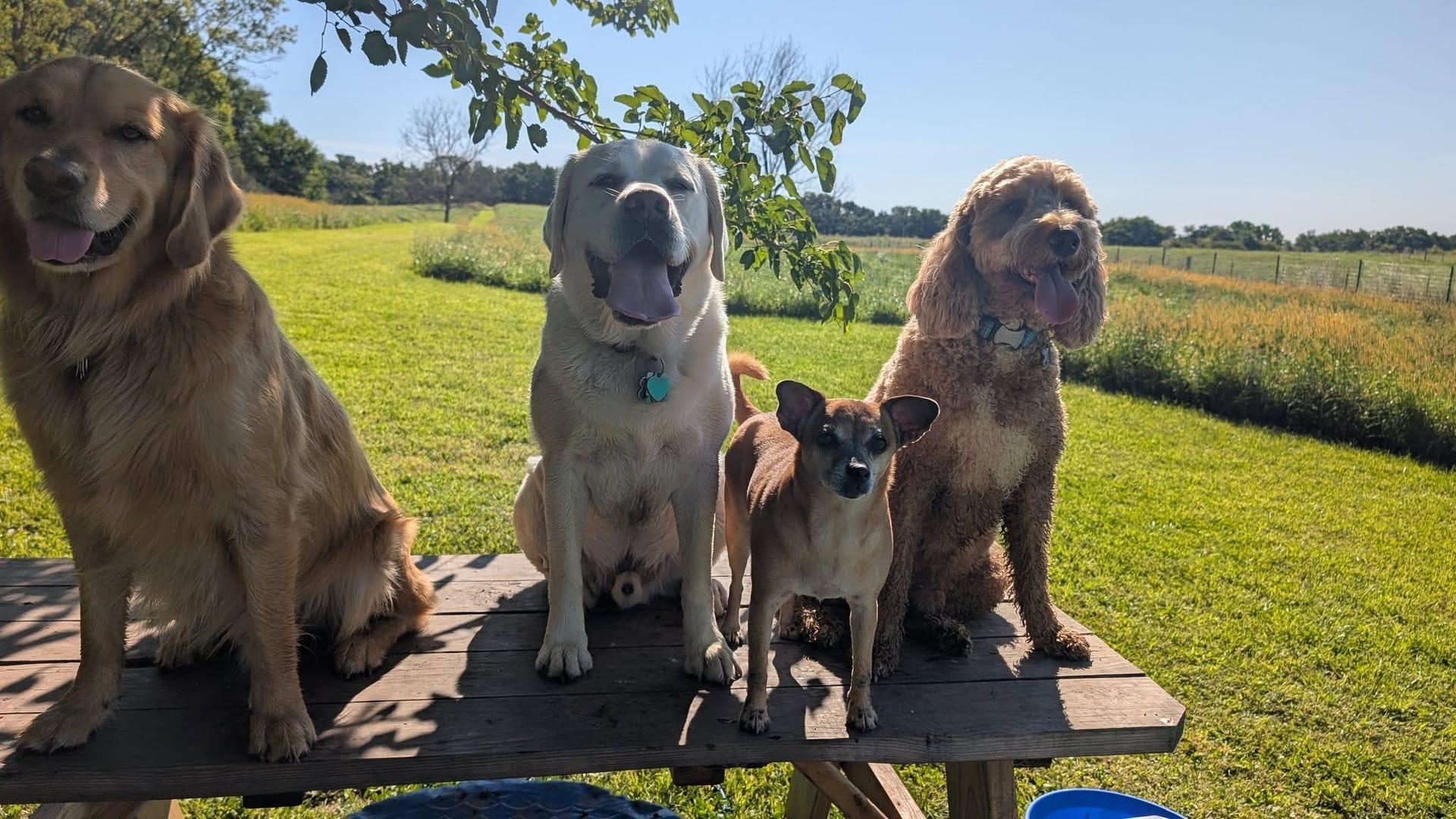 Happy pack achieving peaceful exhaustion for Middleton area pets at private trail systems with River Paws