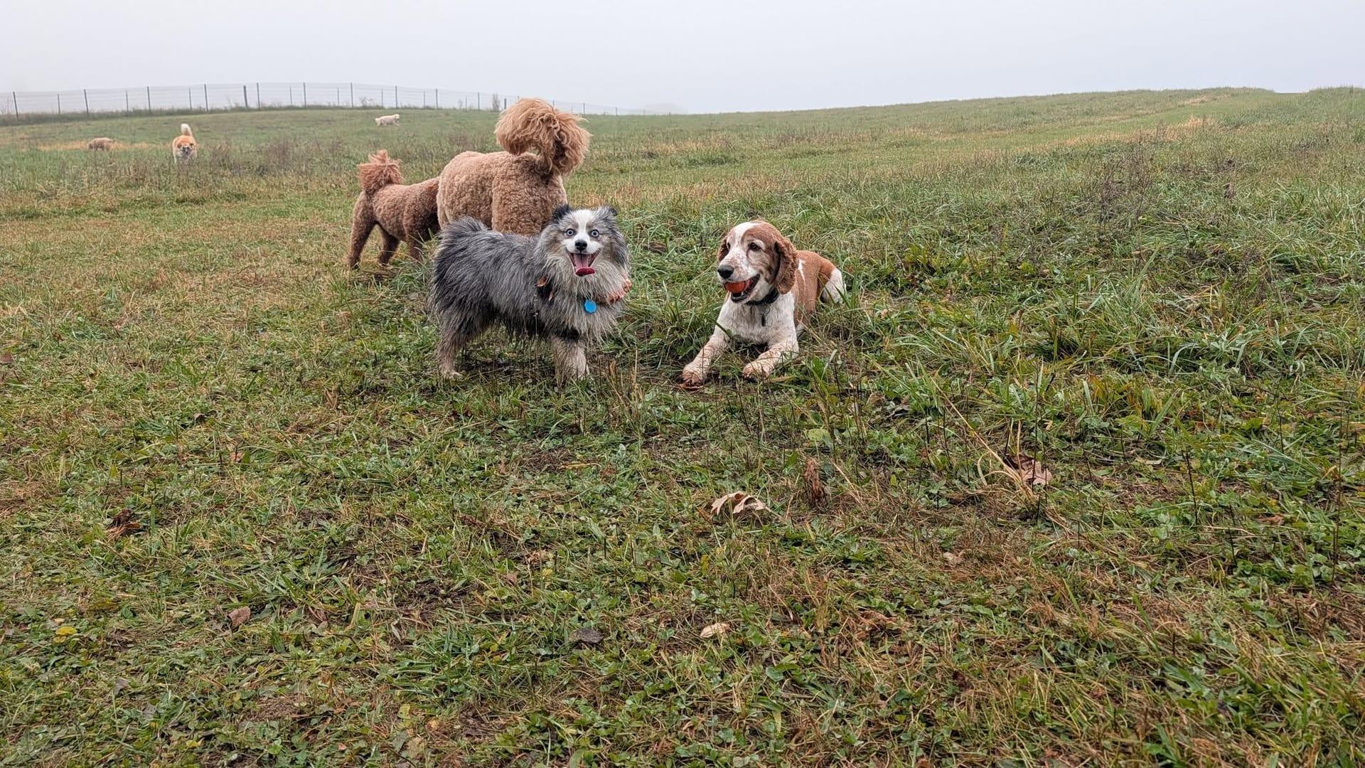 Joyful mixed pack thriving on purpose-built wilderness trails at River Paws' exclusive facility in Waunakee, Wisconsin