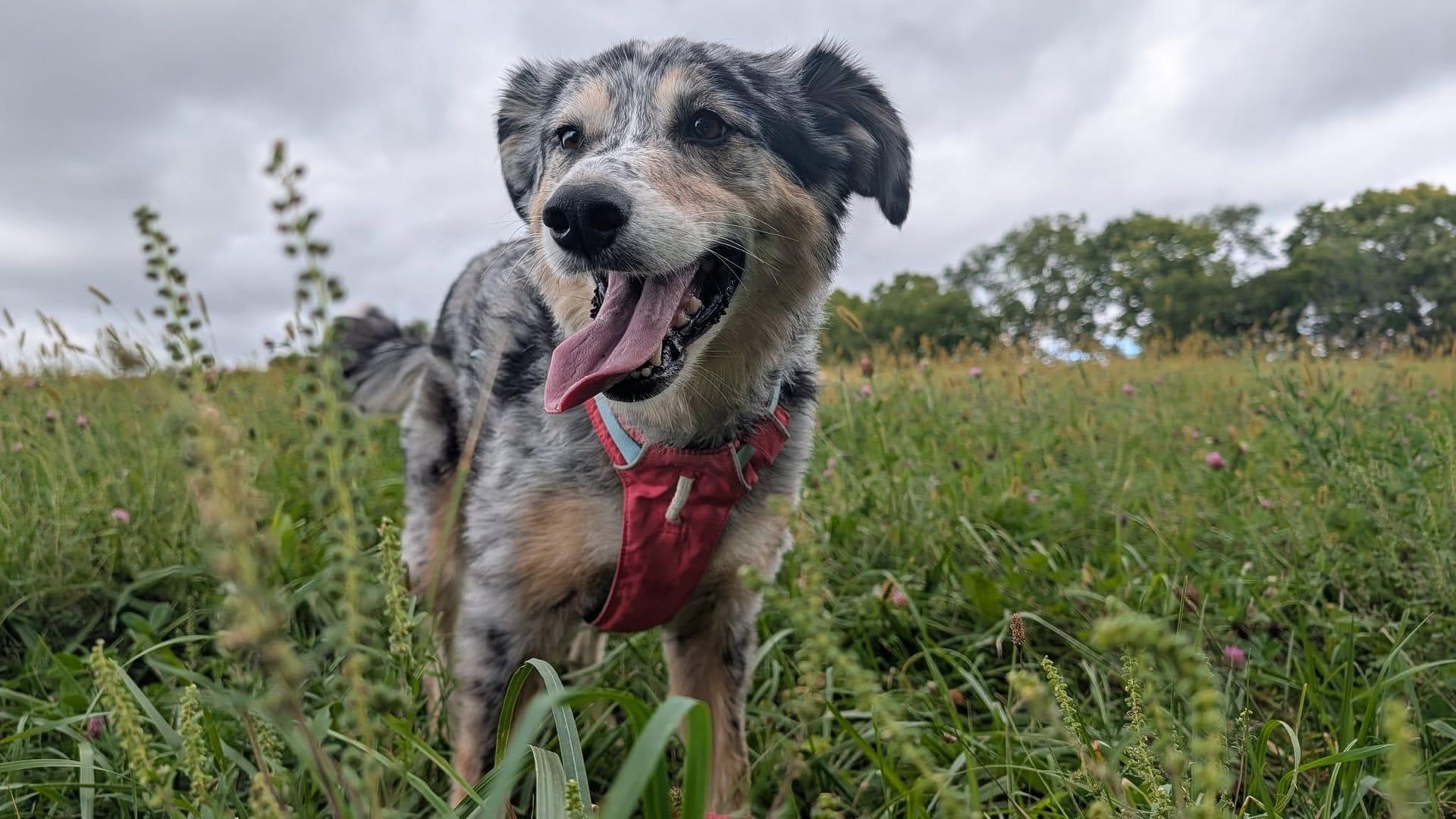 Joyful Aussie building confidence serving Sun Prairie families at professionally supervised wilderness trails