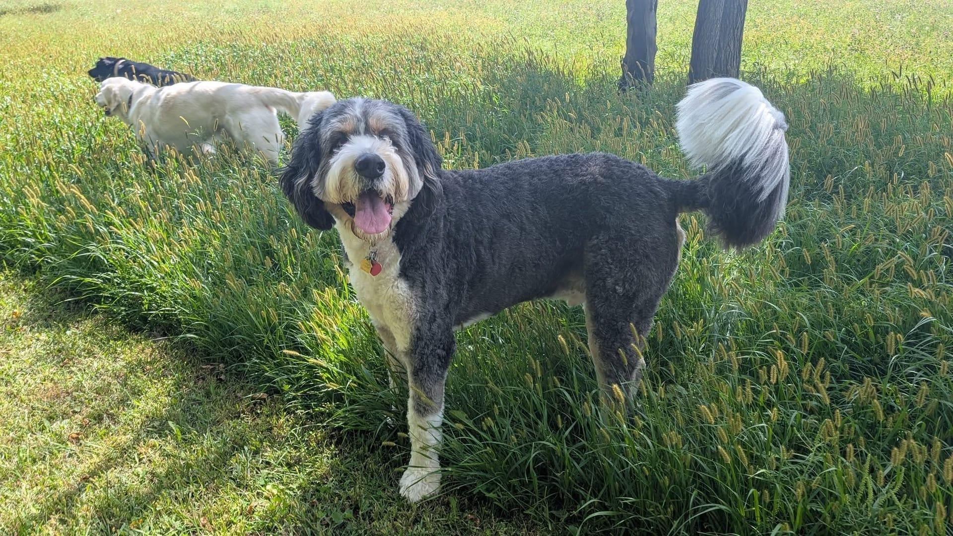 Doodle thriving on purpose-built wilderness trails at River Paws' exclusive facility in Waunakee, Wisconsin