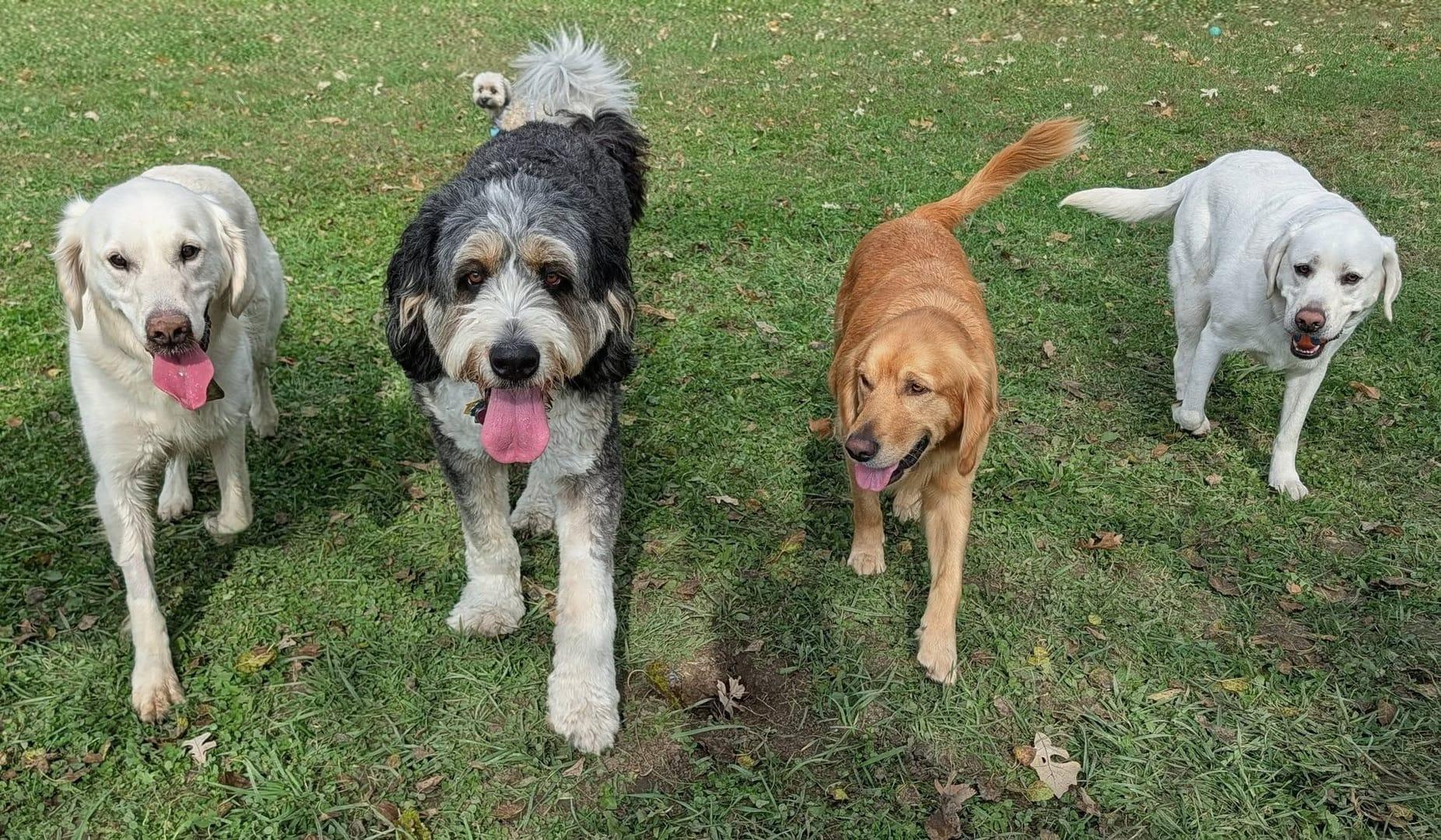 Enthusiastic pack building confidence serving Sun Prairie families at professionally supervised wilderness trails