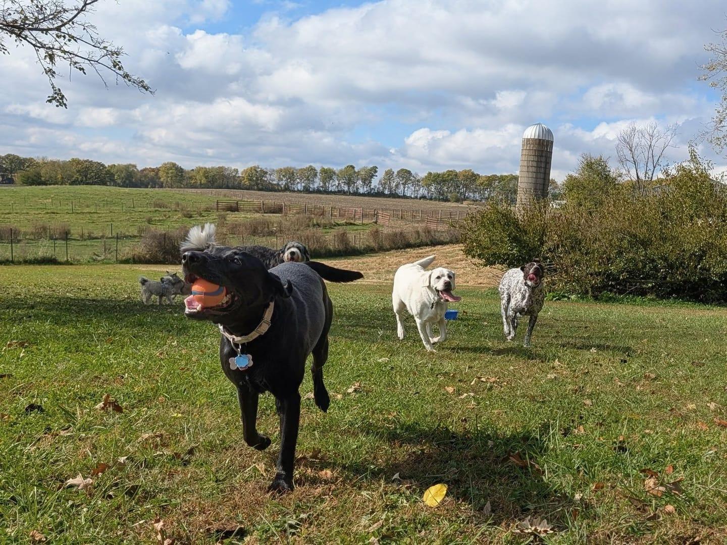 Black Lab getting conquering varied terrain at private rolling terrain designed for canine fitness via Sun Prairie dog hiking on River Paws