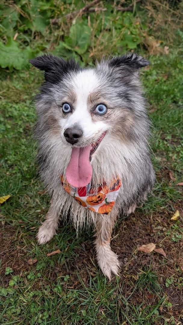 Mini Aussie thriving on purpose-built wilderness trails at River Paws' exclusive facility in Waunakee, Wisconsin
