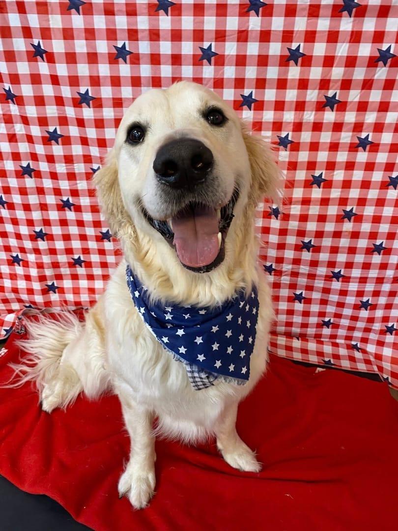 Patriotic Golden Retriever building confidence serving Sun Prairie families at professionally supervised wilderness trails