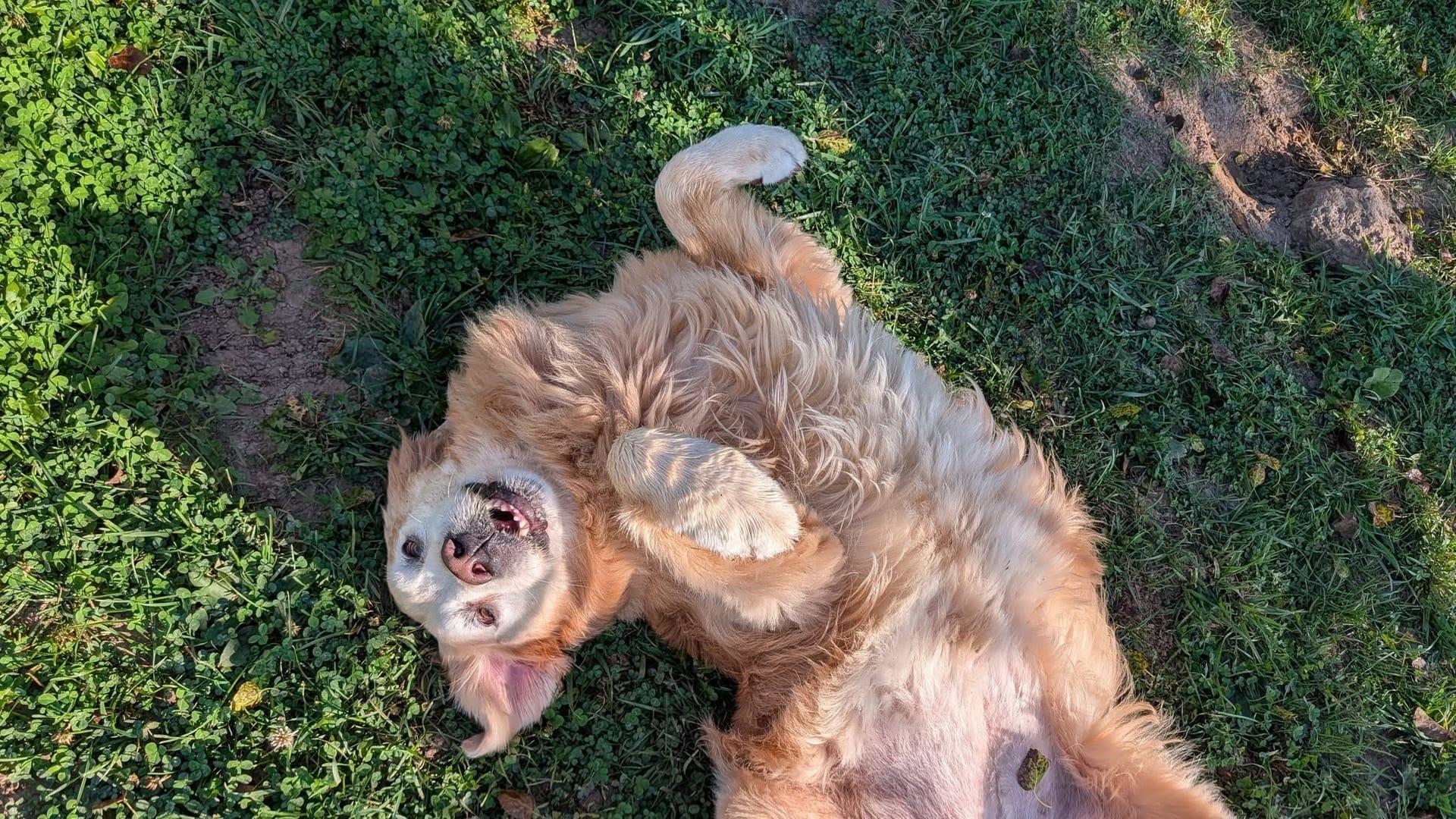 Joyful Golden Retriever achieving peaceful exhaustion for Middleton area pets at private trail systems with River Paws