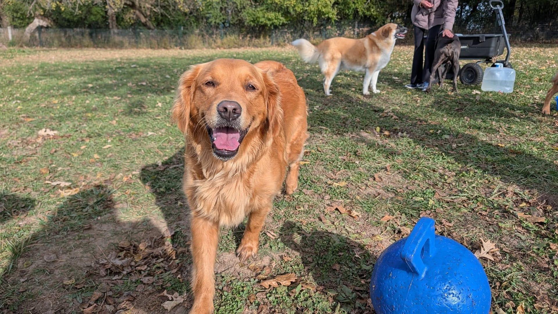 Beaming Golden Retriever experiencing natural enrichment for Madison area dogs at Waunakee's premier adventure park
