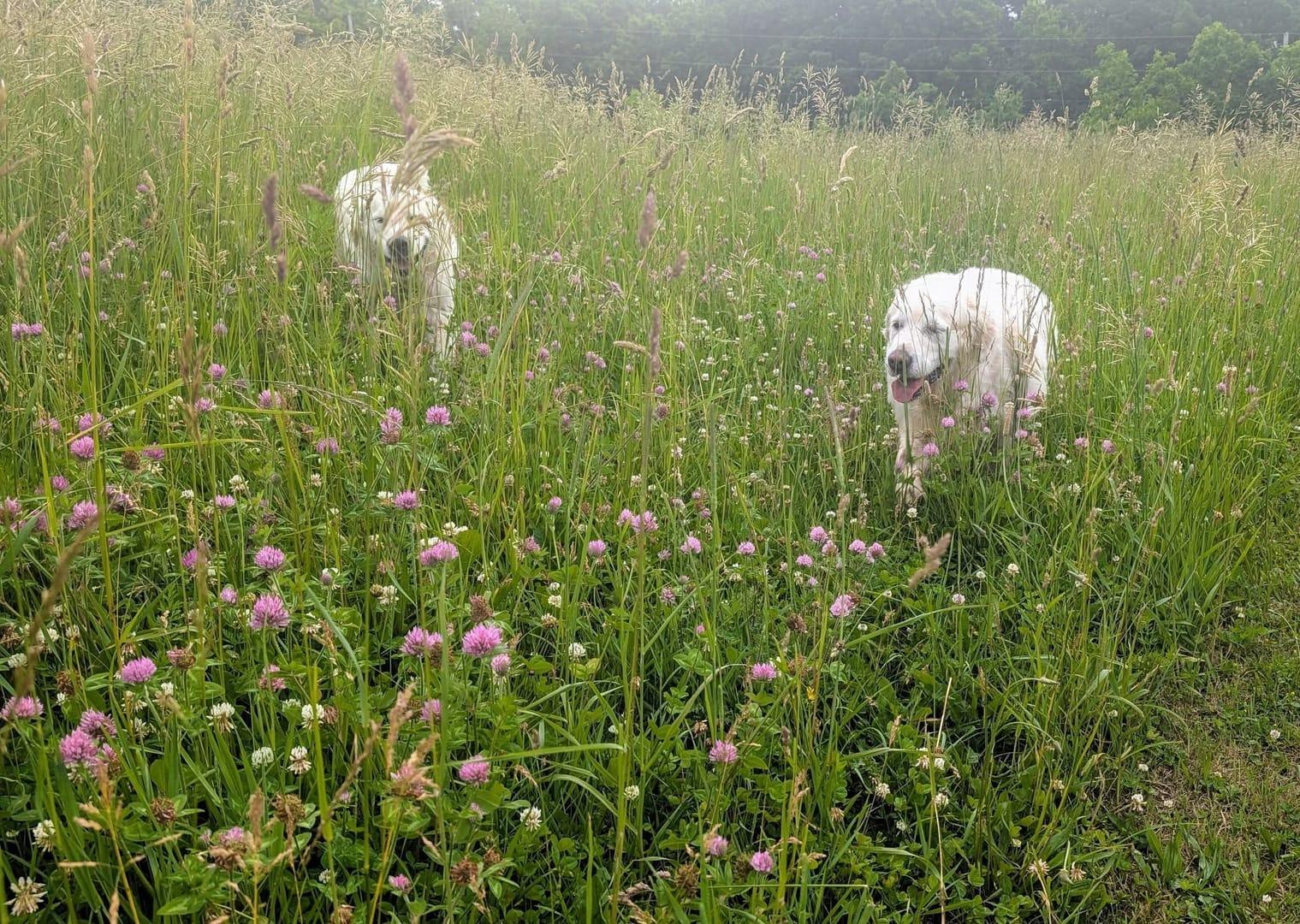Joyful puppies playing on the trails