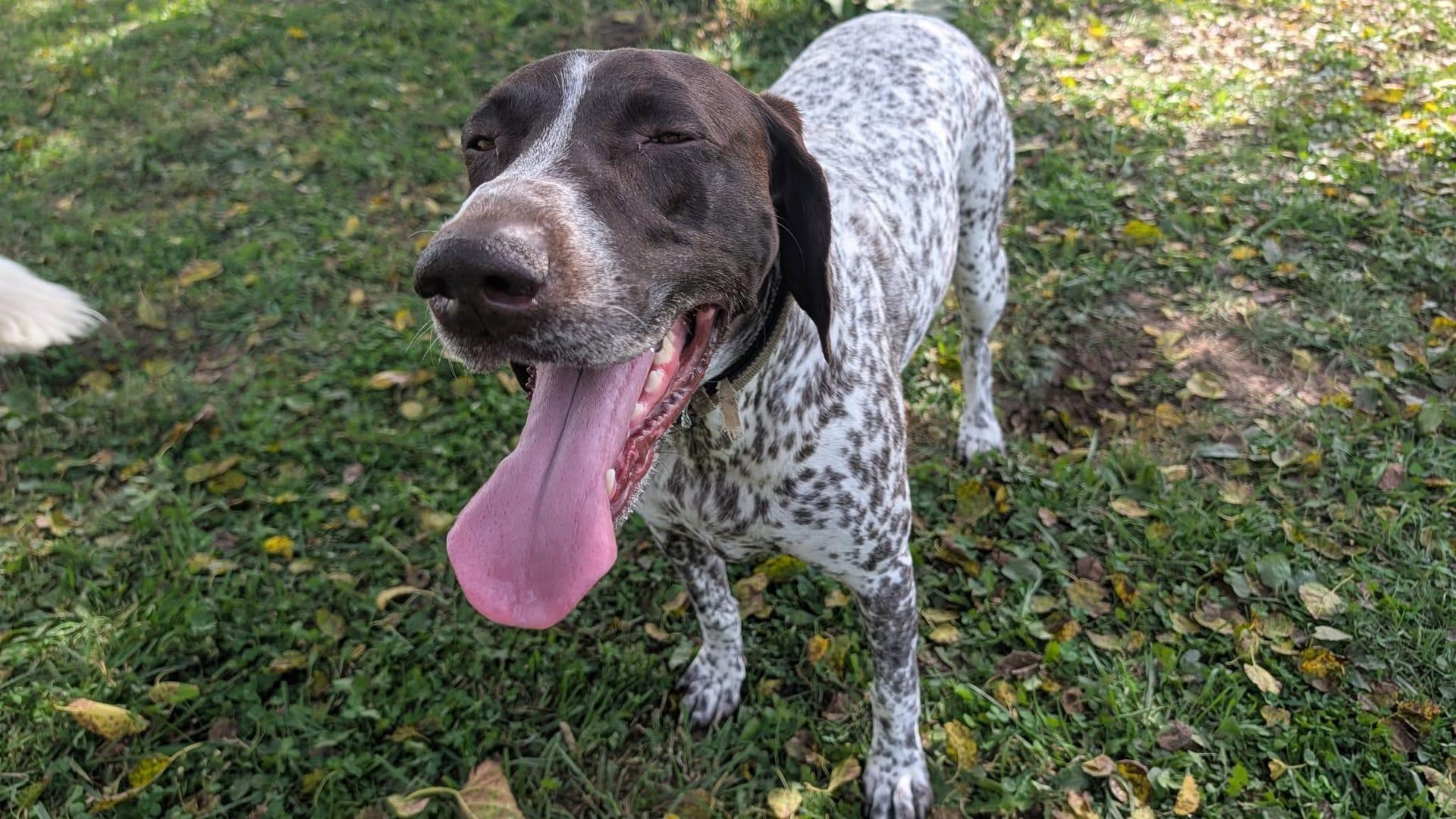 Happy GSP achieving socializing safely in premium prairie trails with professional supervision at Waunakee's premier adventure facility