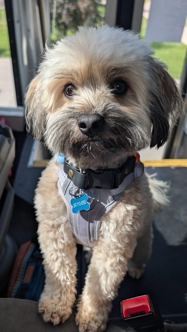 Attentive small dog achieving peaceful exhaustion for Middleton area pets at private trail systems with River Paws