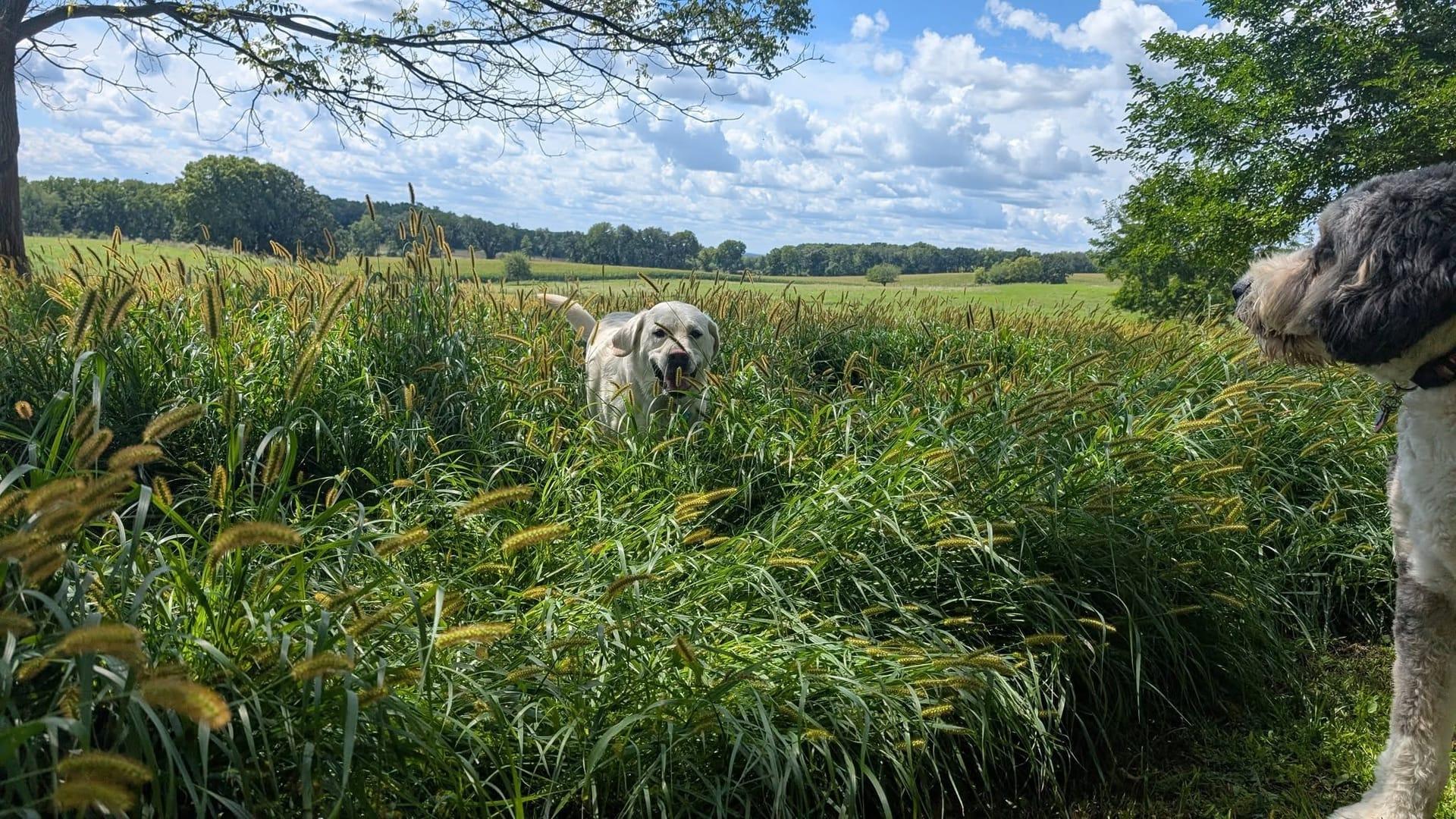 Playful dogs socializing safely experiencing natural enrichment for Madison area dogs at Waunakee's premier adventure park