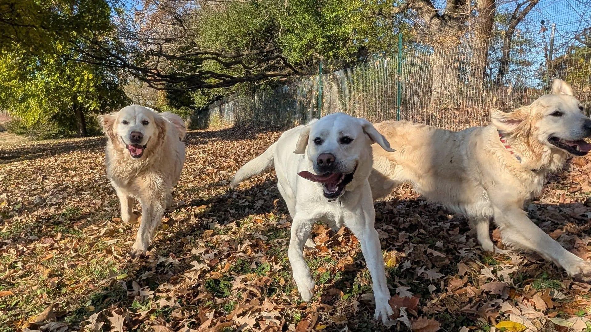 Athletic pack achieving peaceful exhaustion for Middleton area pets at private trail systems with River Paws