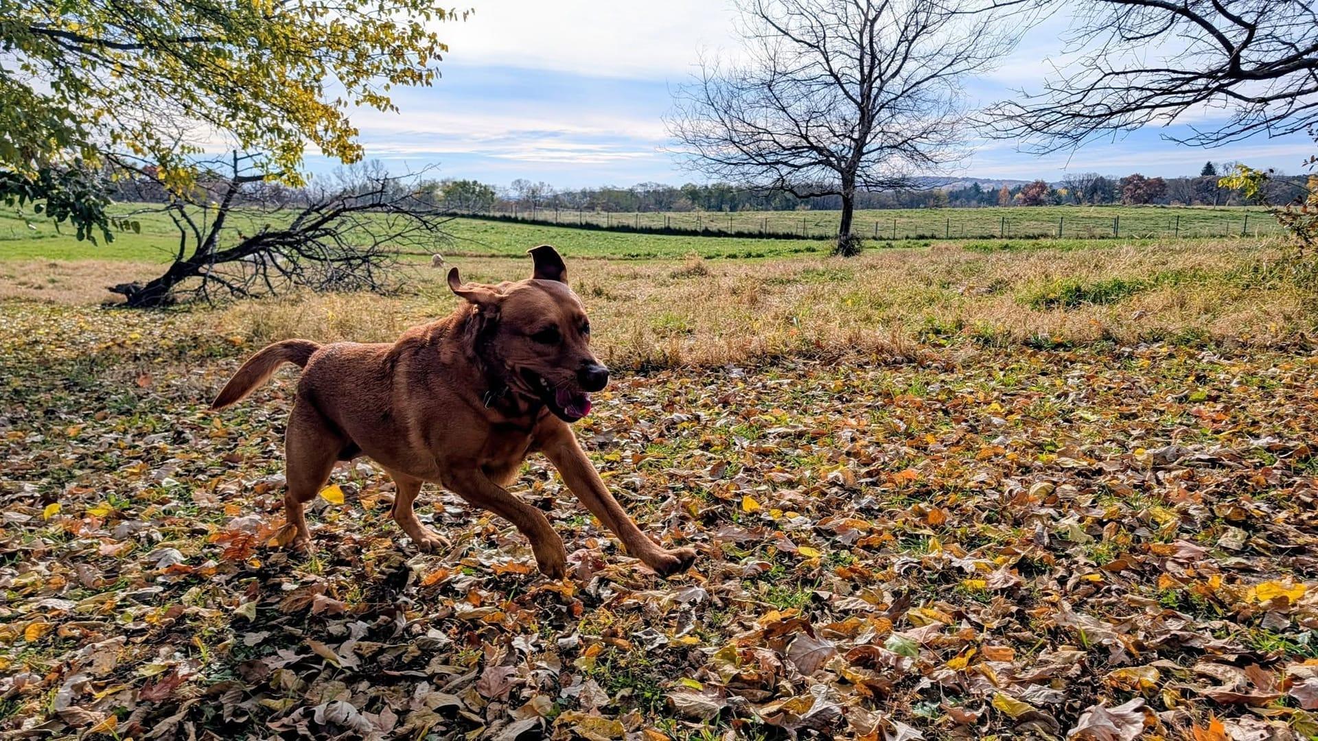 Joyful Lab mix socializing safely in premium prairie trails with professional supervision at Waunakee's exclusive privately-built park