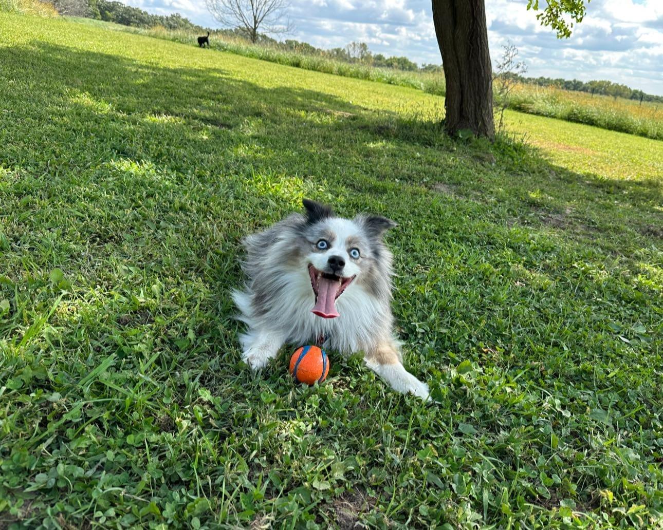 Joyful Mini Aussie on the trails