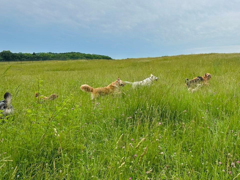 Diverse dog group thriving on purpose-built wilderness trails at River Paws' exclusive facility in Waunakee, Wisconsin