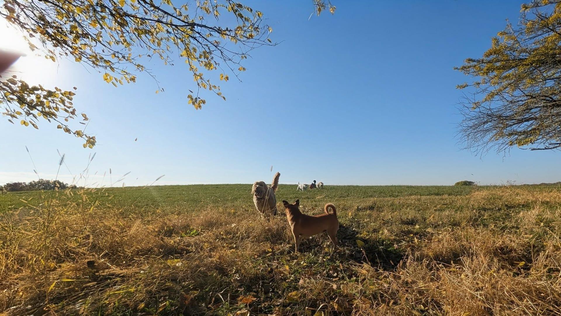 Playful mixed group socializing thriving on purpose-built wilderness trails at River Paws' exclusive facility in Waunakee, Wisconsin